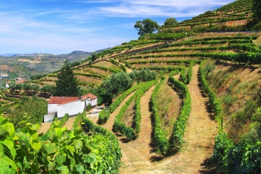 Douro Wine Route 